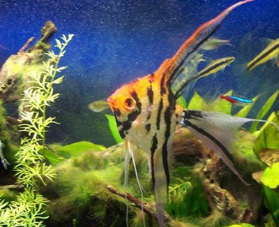 淡水神仙鱼怎么养 注意管理好水质