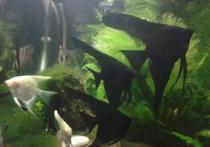 墨燕鱼怎么养 水温控制在24-28℃之间