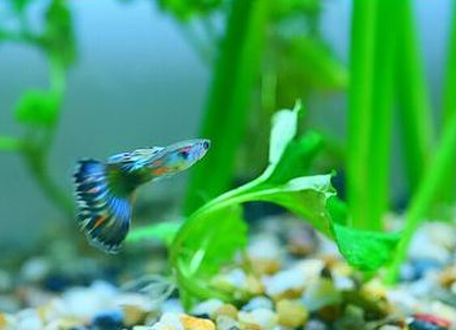 孔雀鱼针尾病怎么治疗 要掌握正确的方法