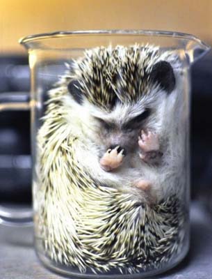 可怜小刺猬没个好地方睡觉