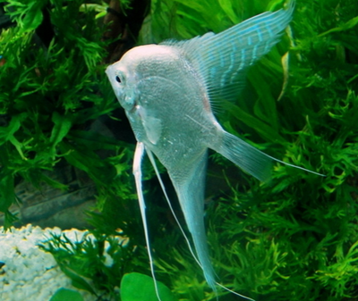 燕鱼肠炎怎么治疗 投喂干净饲料