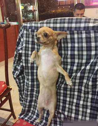 拍证件照也要站的高高的！