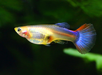 孔雀鱼的怀孕周期 周期不是恒定的