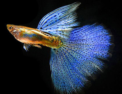 怎么加速孔雀鱼的繁殖 良好的饲养条件