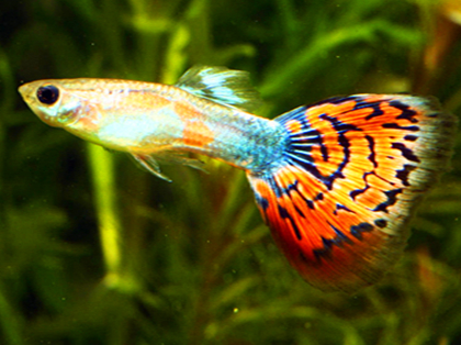 孔雀鱼繁殖前有什么征兆 胎班变大变黑