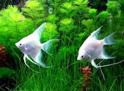 神仙鱼好养吗 该鱼对水质要求比较高