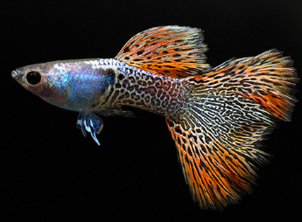 怎么判断孔雀鱼怀孕 母鱼食欲会异常低落