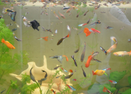 孔雀鱼可以和什么鱼混养 性情相近的鱼类