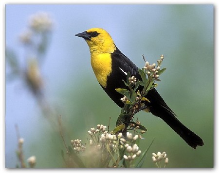 芙蓉鸟(金丝雀)的饲养有什么要求