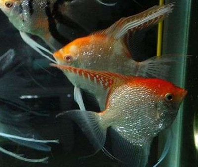 神仙鱼要用多大的缸 根据具体情况而定