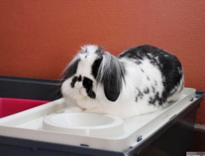 我是吃饭饭的乖乖兔~