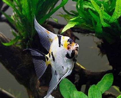 神仙鱼能长多大 一般在15公分左右