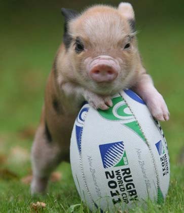 (｡･∀･)ﾉﾞ嗨，小萌猪！