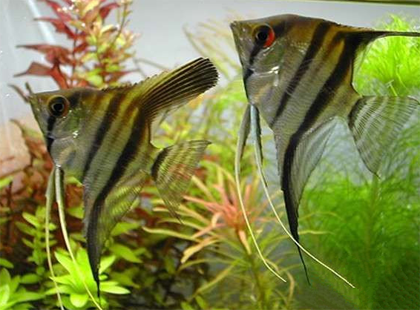 斑马神仙鱼好养吗 斑马燕鱼喜欢吃红虫