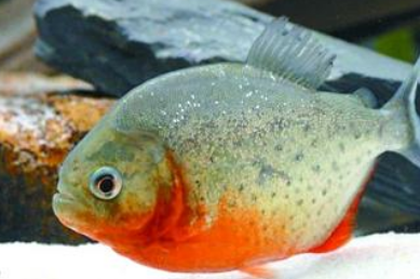 水虎鱼能吃鱼饲料吗 基本上各类饲料都吃