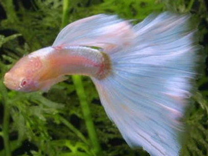 孔雀鱼沉底不动怎么回事 受到惊吓会沉底