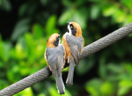 怎么训练鸟 让鸟儿开锁取食的技巧