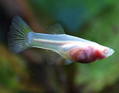 孔雀鱼是怎样交配的 孔雀鱼性成熟非常快