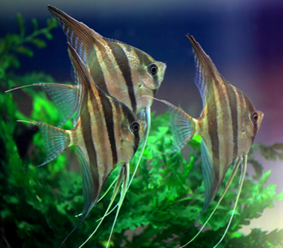 燕鱼吃什么饲料 饲料选择非常重要