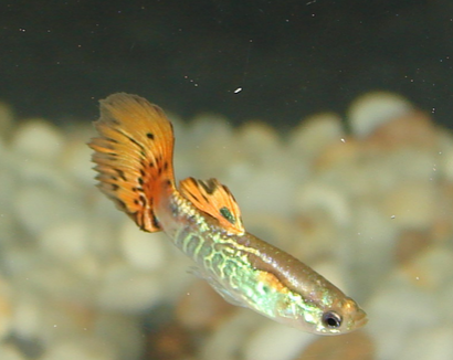 孔雀鱼腹水怎么办 要进行隔离治疗