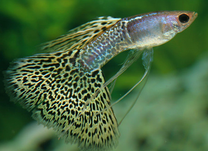 孔雀鱼怀孕的特征 腹部会很大程度的鼓起