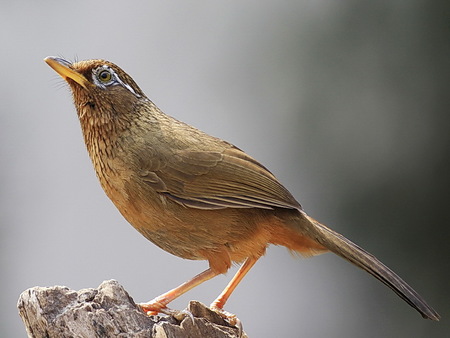 鸟类也会有难产 鸟类难产怎么办