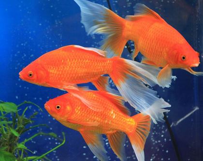 草金鱼怎么养 要保持水族箱中水质澄清