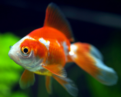 金鱼为什么掉鱼鳞 碰撞刮蹭也会引起掉鳞