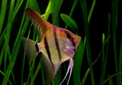 神仙鱼饲养温度 对水质没有特殊要求