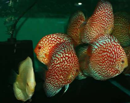 七彩神仙鱼怎么养 掌握饲养技巧