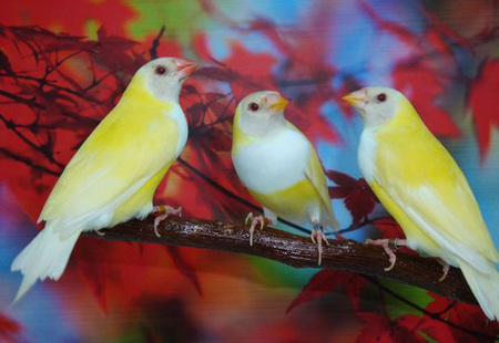 怎么让鸟儿温顺 可以选择雏鸟来饲养