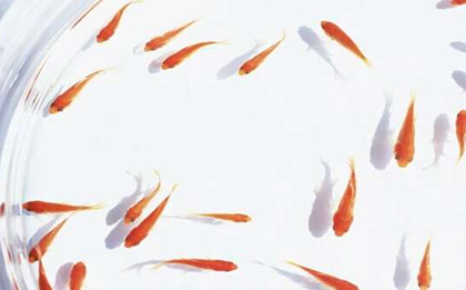 小金鱼吃什么 小金鱼刚开始生命力很弱