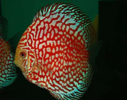 七彩神仙鱼怎么换水 保证硝化系统良好