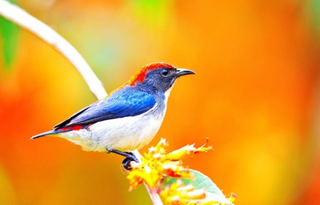  鸟的饲料怎么配置 画眉鸟饲料的配置攻略