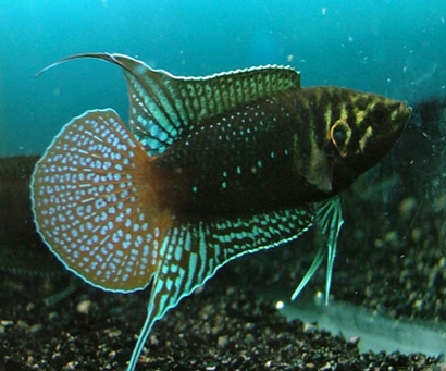 中国斗鱼吃什么 是杂食偏肉食性的鱼种