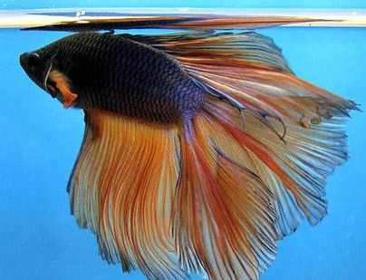 斗鱼喂什么 最好选浮水性饲料