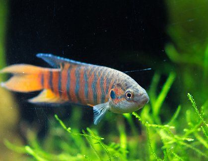 中国斗鱼能长多大 鱼体长可达5~10厘米