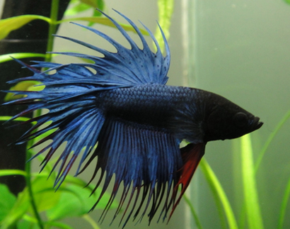 斗鱼烂尾怎么办 进行针对性治疗