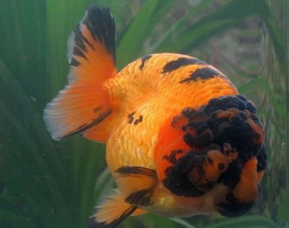 怎么给兰寿金鱼喂食 注意营养要搭配合理