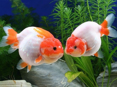 金鱼不吃食怎么办 原缸的坏水应全换去