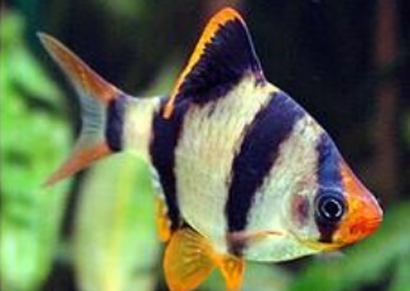 虎皮鱼能和彩裙鱼混养吗 最好不要混养