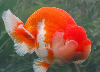 兰寿金鱼好养吗 喂食品质较好的饲料