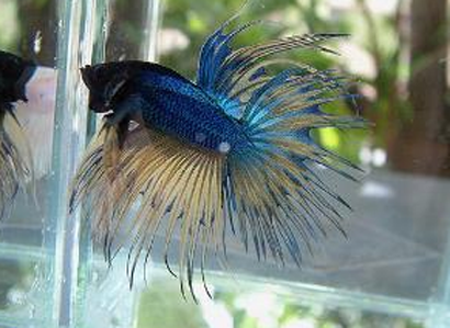 冬天怎么养泰国斗鱼 水温在24~27℃之间