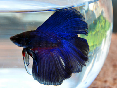 斗鱼为什么吐泡泡 是因为水中缺氧