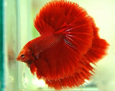 泰国斗鱼温度多少才合适 最低不能低于20°