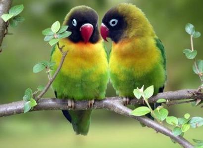 鸟类生病了怎么办 巴氏杆菌病的防治方法