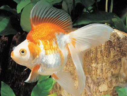 怎么给兰寿金鱼换水 需要遵循一定的规律