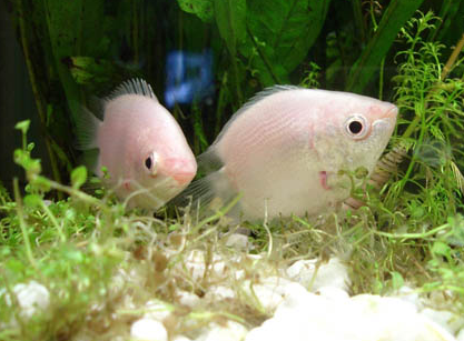 接吻鱼怎么繁殖 接吻鱼一年可繁殖多次