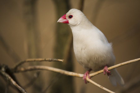 白文鸟常见的疾病 三种常见疾病的治疗方法