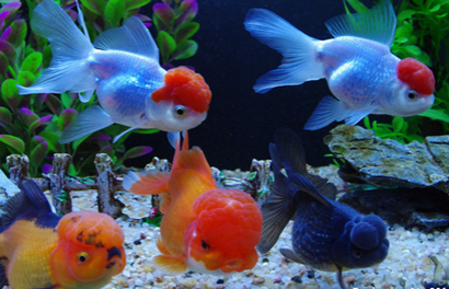 金鱼水霉病怎么治 提高鱼缸中的水温